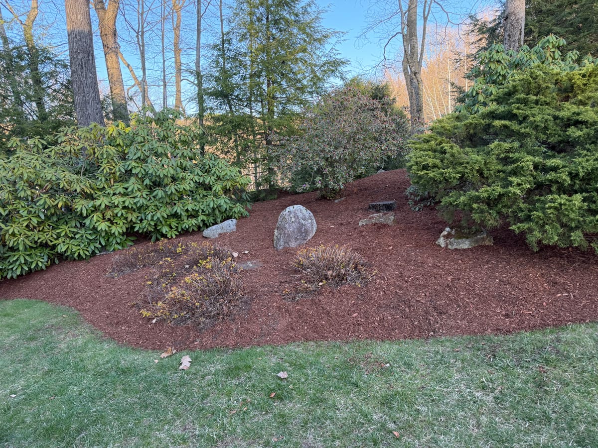 Healthy, well-kept shrubs and evergreens in a mulched garden bed